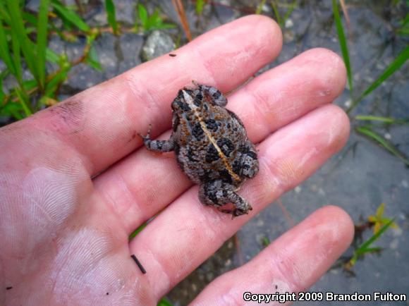 Oak Toad (Anaxyrus quercicus)