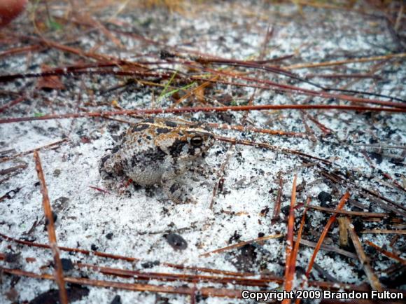 Oak Toad (Anaxyrus quercicus)