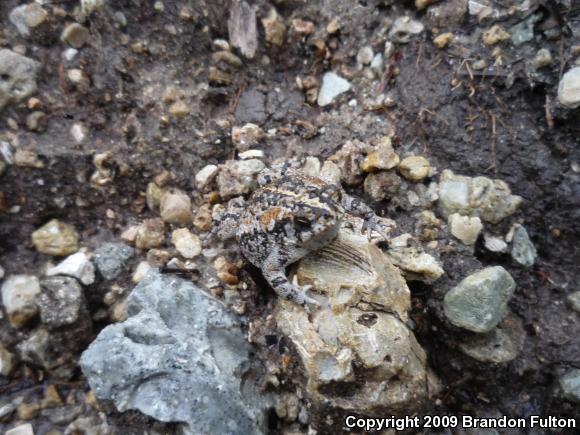 Oak Toad (Anaxyrus quercicus)