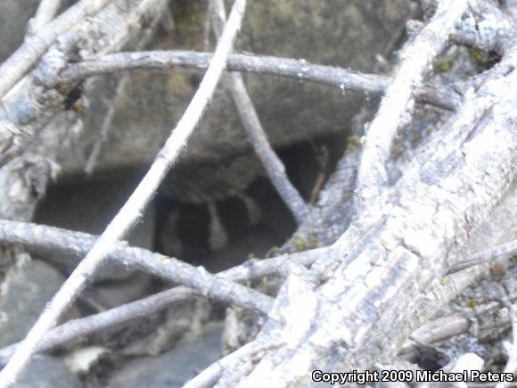 Northern Pacific Rattlesnake (Crotalus oreganus oreganus)