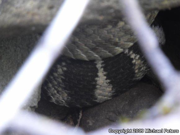 Northern Pacific Rattlesnake (Crotalus oreganus oreganus)