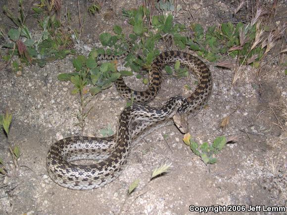 San Diego Gopher Snake (Pituophis catenifer annectens)