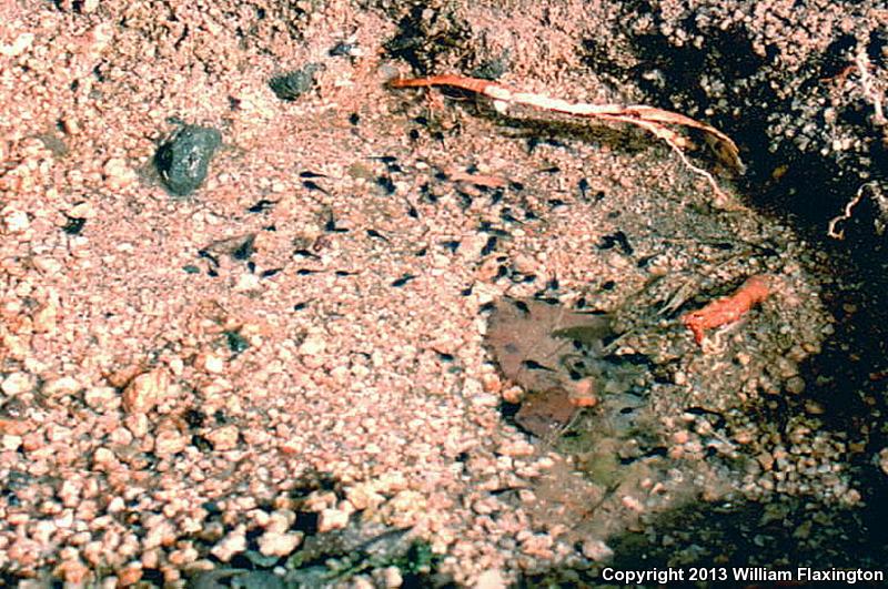 Red-spotted Toad (Anaxyrus punctatus)