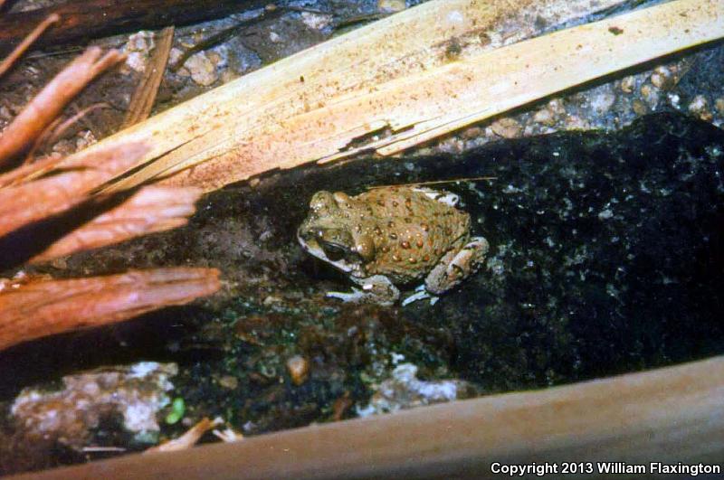 Red-spotted Toad (Anaxyrus punctatus)