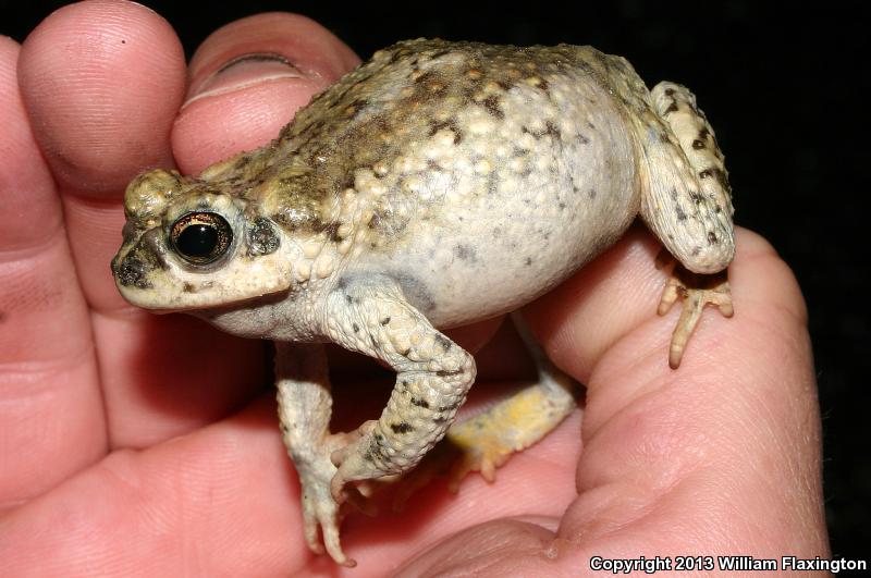 Red-spotted Toad (Anaxyrus punctatus)