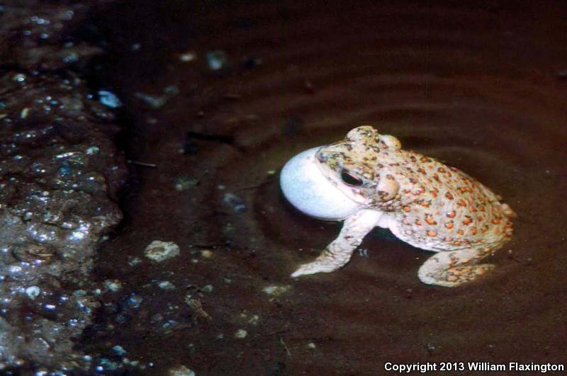 Red-spotted Toad (Anaxyrus punctatus)