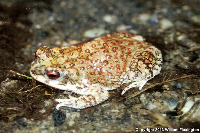 Red-spotted Toad (Anaxyrus punctatus)