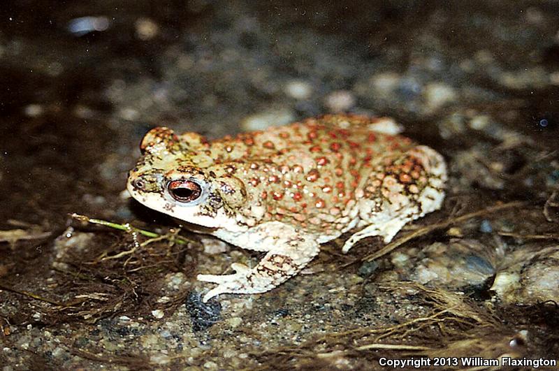 Red-spotted Toad (Anaxyrus punctatus)