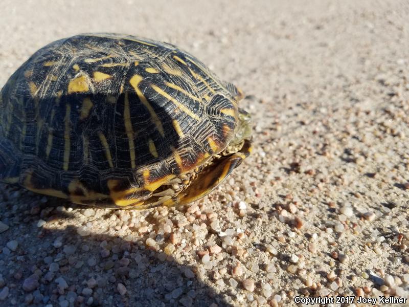 Ornate Box Turtle (Terrapene ornata ornata)