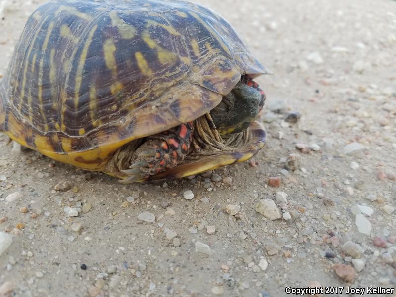 Ornate Box Turtle (Terrapene ornata ornata)