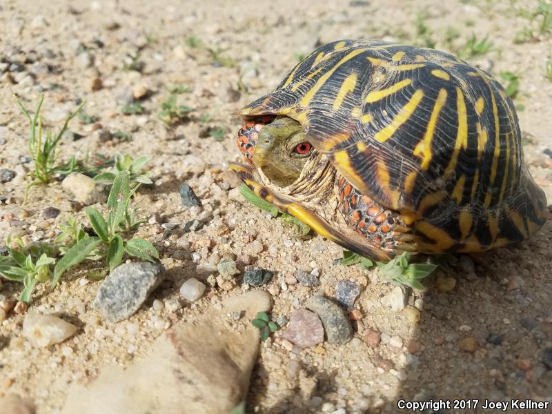 Ornate Box Turtle (Terrapene ornata ornata)