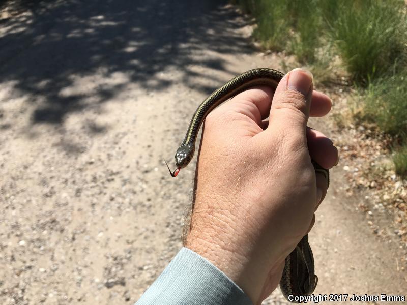 New Mexico Gartersnake (Thamnophis sirtalis dorsalis)