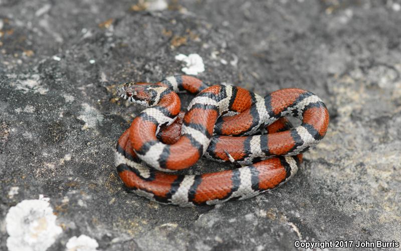 Red Milksnake (Lampropeltis triangulum syspila)