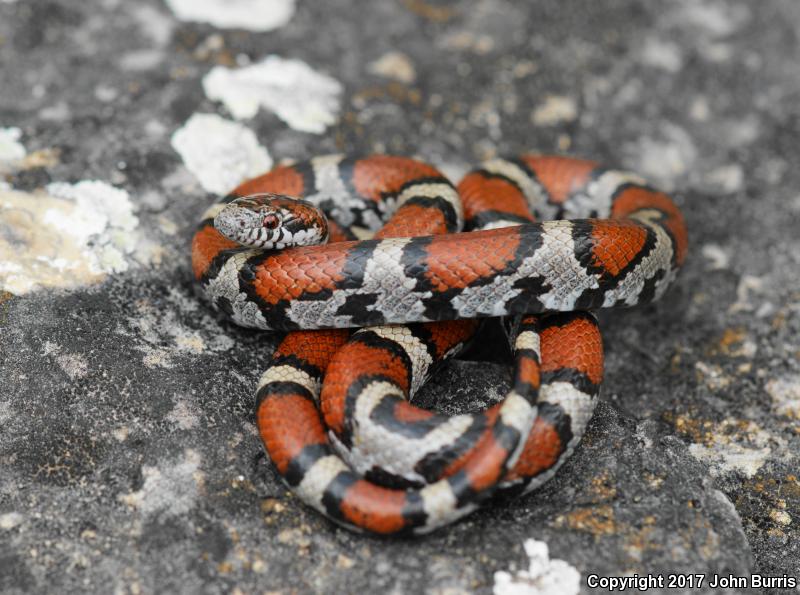 Red Milksnake (Lampropeltis triangulum syspila)