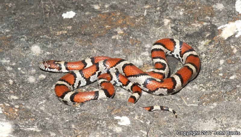 Red Milksnake (Lampropeltis triangulum syspila)