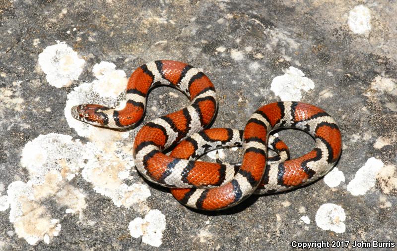 Red Milksnake (Lampropeltis triangulum syspila)