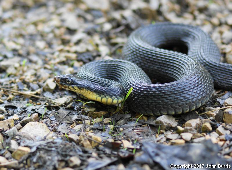 Yellow-bellied Watersnake (Nerodia erythrogaster flavigaster)