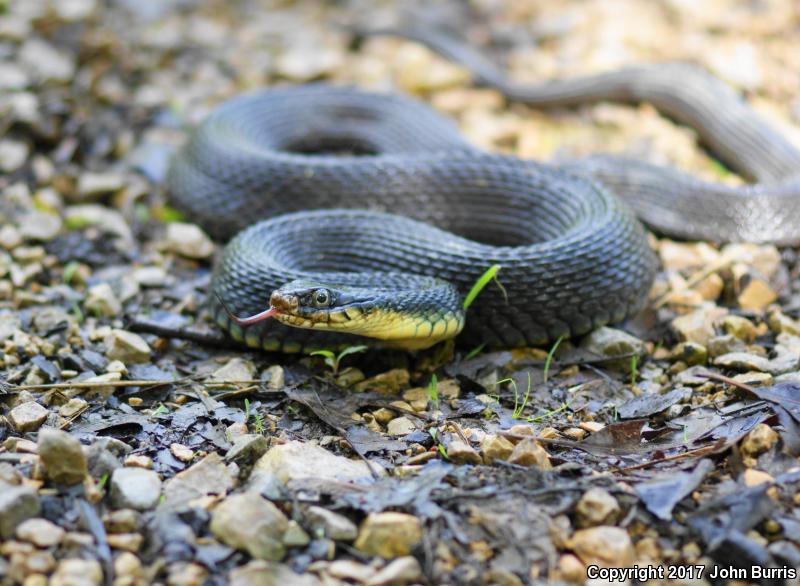 Yellow-bellied Watersnake (Nerodia erythrogaster flavigaster)