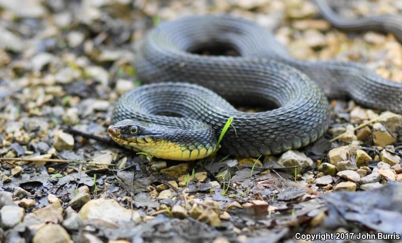 Yellow-bellied Watersnake (Nerodia erythrogaster flavigaster)