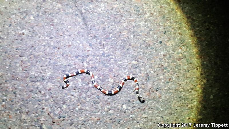 Sonoran Coralsnake (Micruroides euryxanthus)