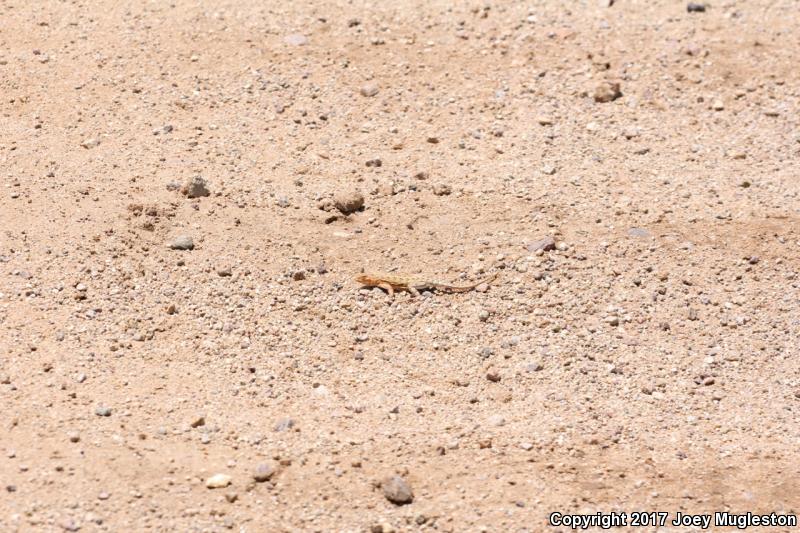 Sonoran Earless Lizard (Holbrookia elegans thermophila)