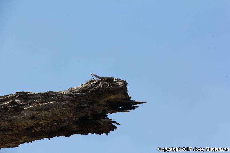 Sonoran Spiny Lizard (Sceloporus clarkii clarkii)