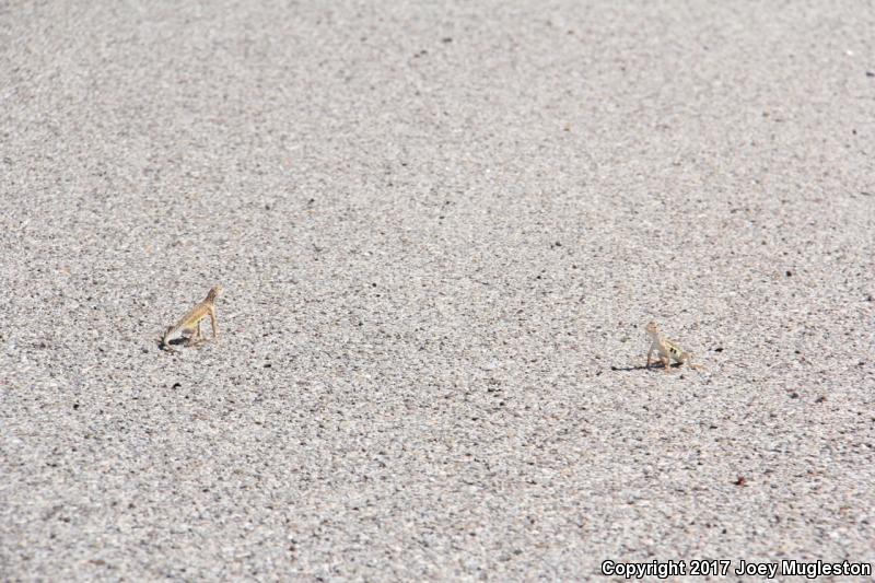 Sonoran Earless Lizard (Holbrookia elegans thermophila)