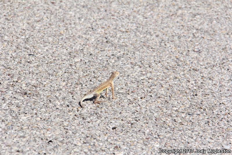 Sonoran Earless Lizard (Holbrookia elegans thermophila)