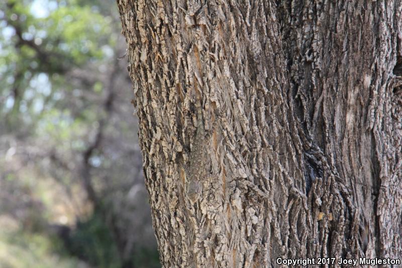 Sonoran Spiny Lizard (Sceloporus clarkii clarkii)