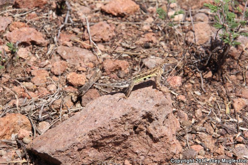 Sonoran Earless Lizard (Holbrookia elegans thermophila)