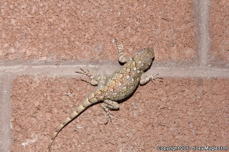 Sonoran Spiny Lizard (Sceloporus clarkii clarkii)