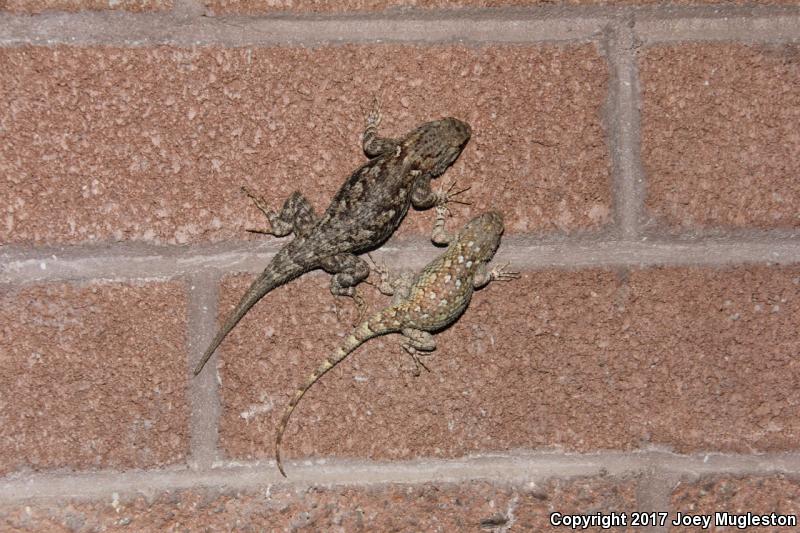 Sonoran Spiny Lizard (Sceloporus clarkii clarkii)