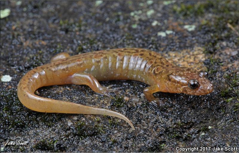 Santeetlah Dusky Salamander (Desmognathus santeetlah)