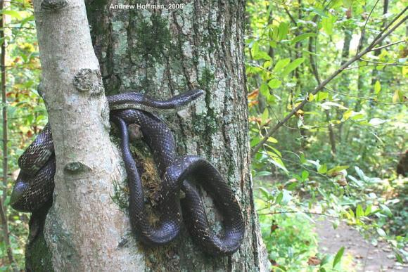 Black Ratsnake (Pantherophis obsoletus)