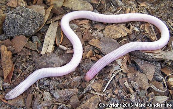 Florida Worm Lizard (Rhineura floridana)