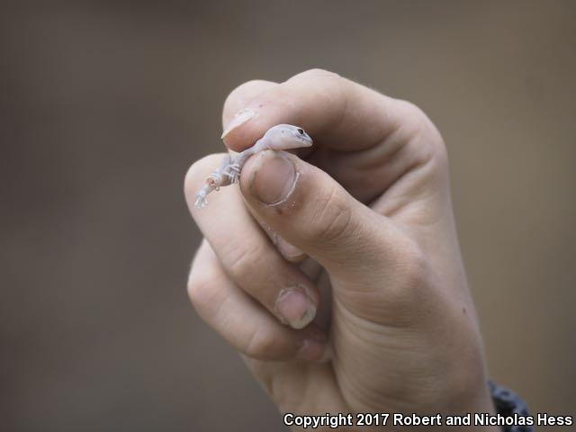 San Diego Banded Gecko (Coleonyx variegatus abbotti)