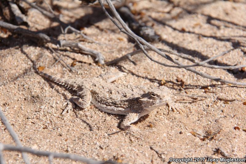 Goode's Horned Lizard (Phrynosoma goodei)