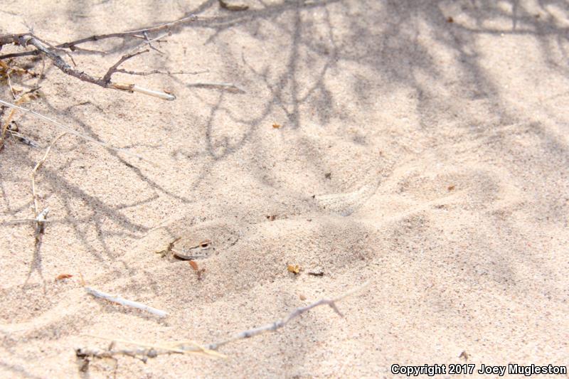 Yuman Fringe-toed Lizard (Uma rufopunctata)