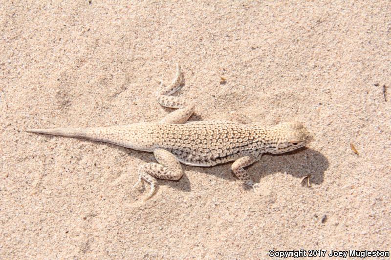 Yuman Fringe-toed Lizard (Uma rufopunctata)