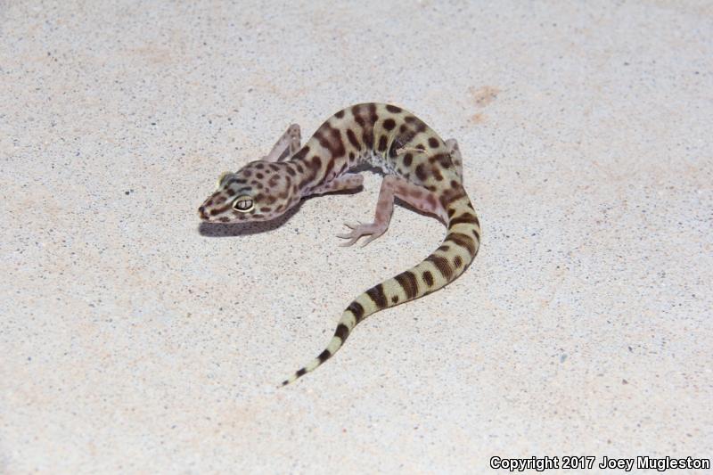 Tucson Banded Gecko (Coleonyx variegatus bogerti)