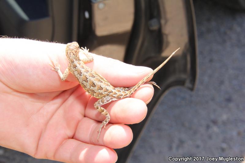 Sonoran Earless Lizard (Holbrookia elegans thermophila)