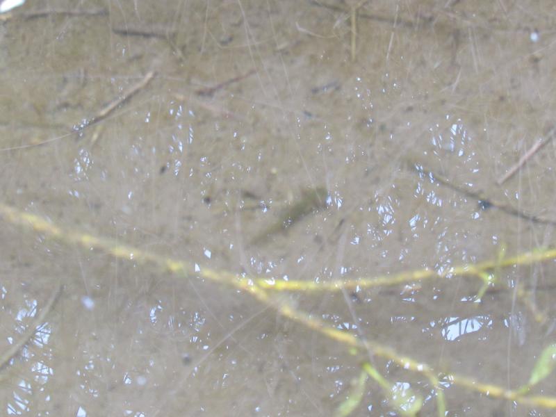 Eastern Long-toed Salamander (Ambystoma macrodactylum columbianum)