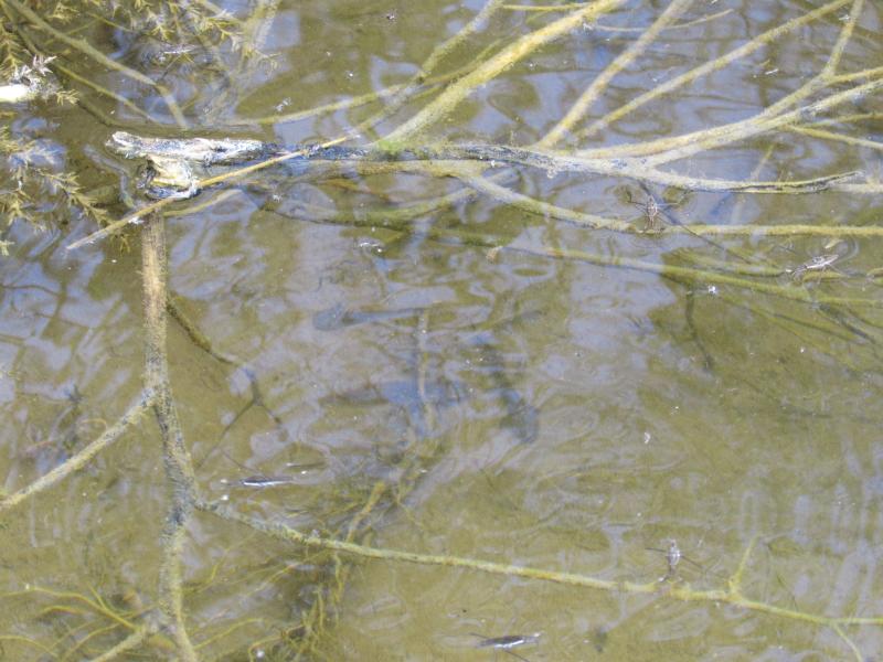 Eastern Long-toed Salamander (Ambystoma macrodactylum columbianum)