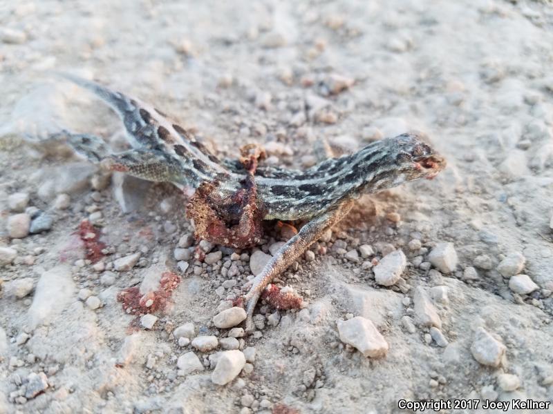 Great Plains Earless Lizard (Holbrookia maculata maculata)