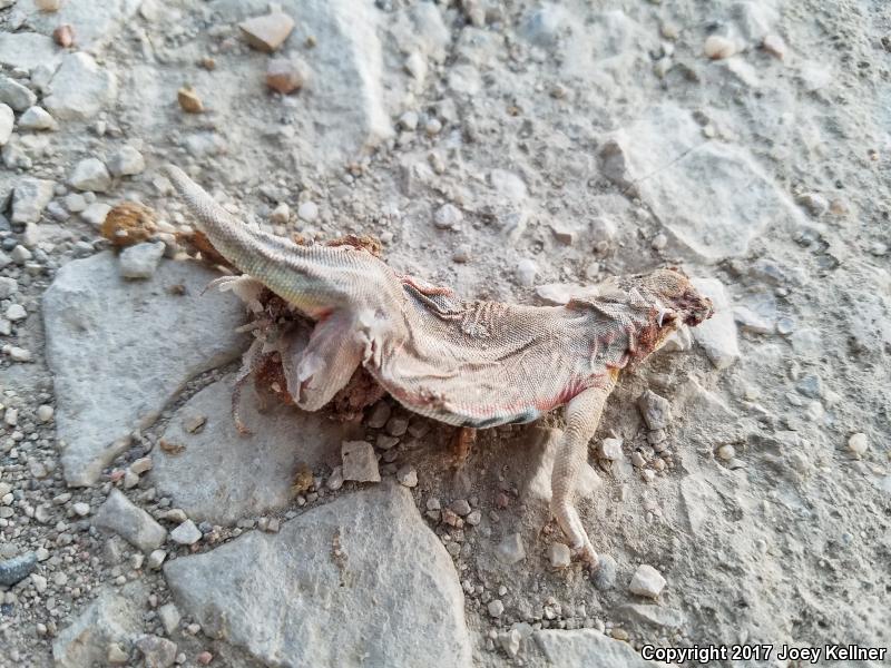 Great Plains Earless Lizard (Holbrookia maculata maculata)