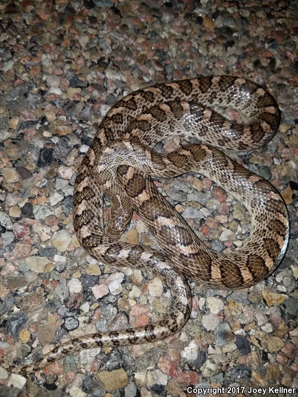 Kansas Glossy Snake (Arizona elegans elegans)