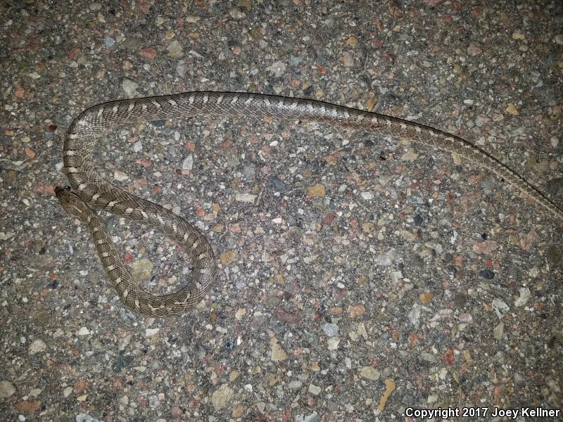 Kansas Glossy Snake (Arizona elegans elegans)
