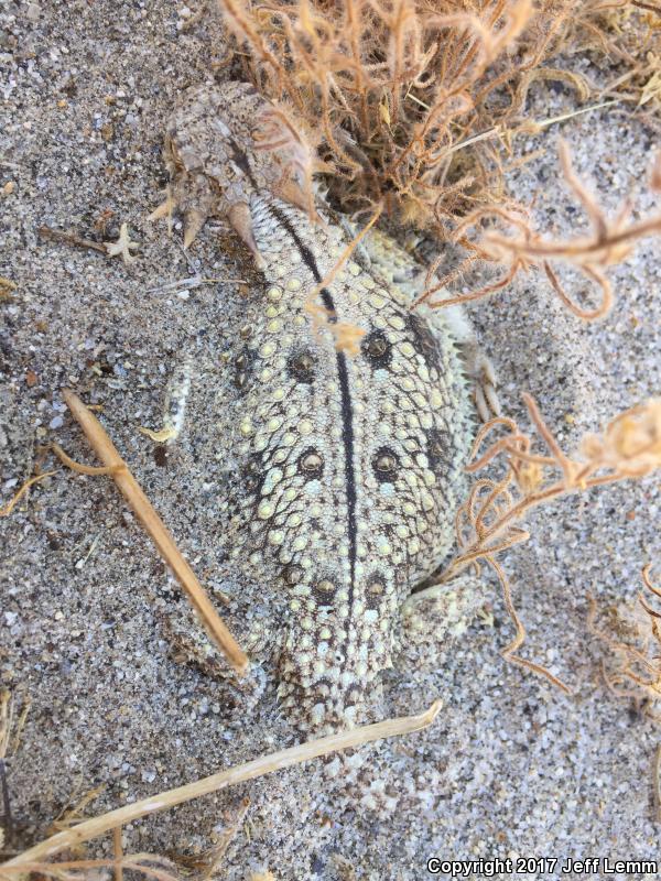 Flat-tailed Horned Lizard (Phrynosoma mcallii)