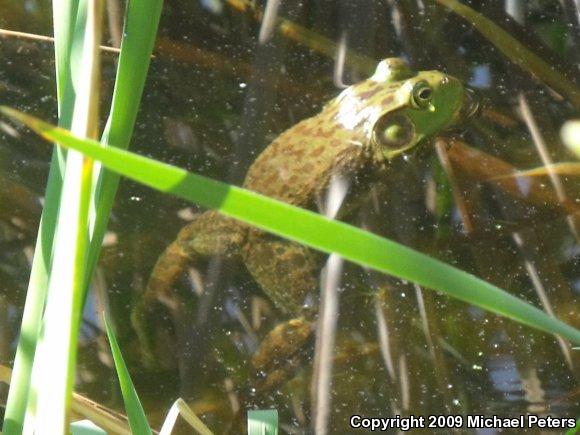 American Bullfrog (Lithobates catesbeianus)