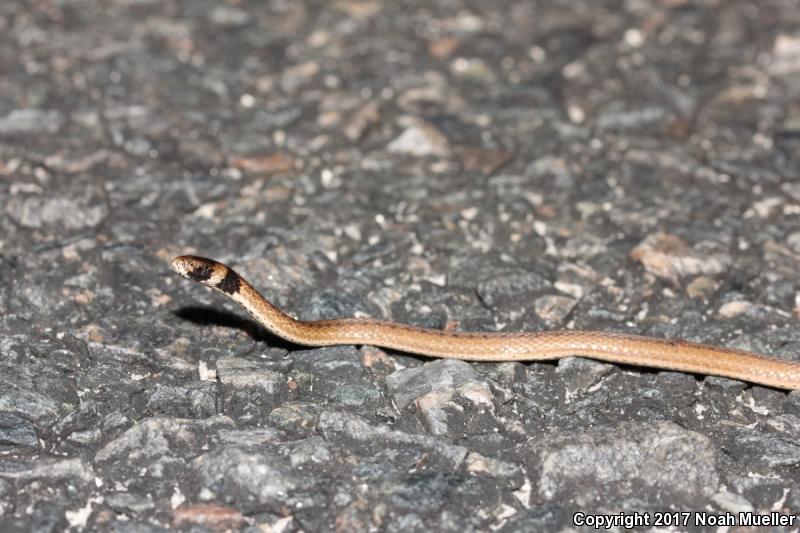 Florida Brownsnake (Storeria victa)